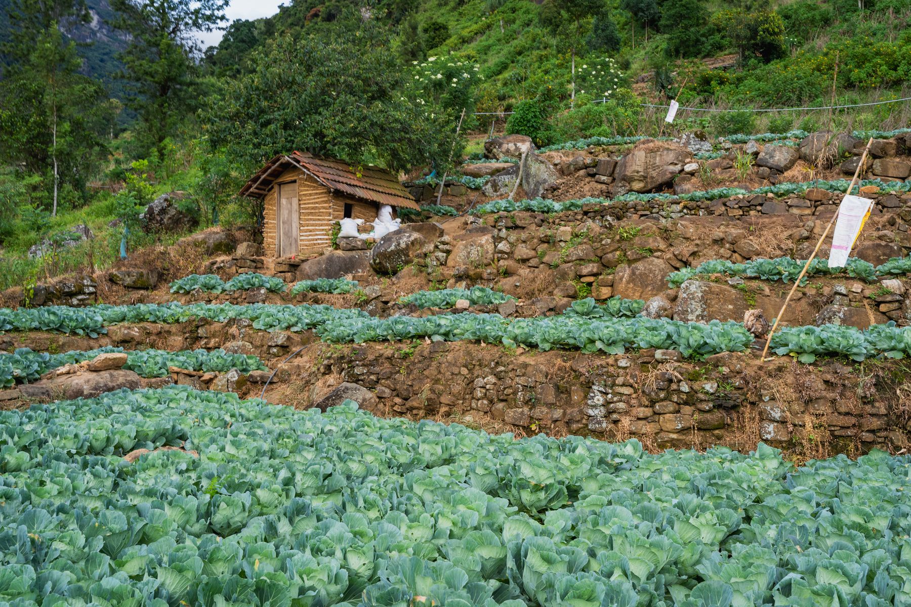 Terraced vegetable fields and farm landscape